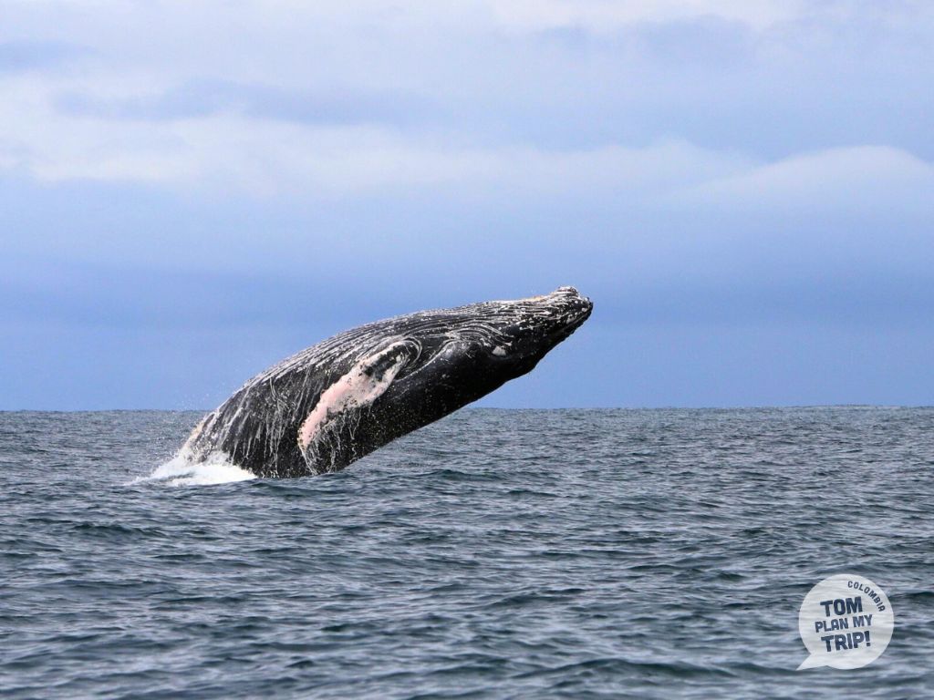 Whales Guachalito Choco Pacific Coast Colombia animals